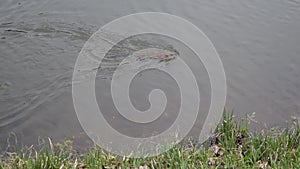 Muskrat swims in water