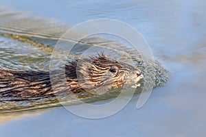 Muskrat at Vassar Farm Ecological Preserver