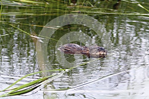 Muskrat in water among a grass