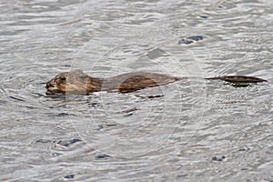 Muskrat who floats on the lake in spring