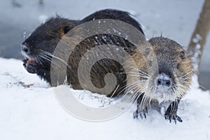 Muskrats Ondatra zibethica in winter