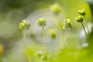 Muskuskruid, Moschatel, Adoxa moschatellina