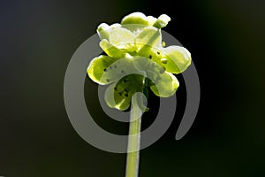 Muskuskruid, Moschatel, Adoxa moschatellina photo