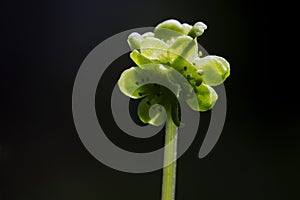 Muskuskruid, Moschatel, Adoxa moschatellina photo