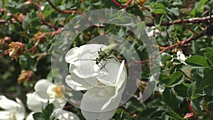 Musky barbel beetle Cerambycidae on a white rosehip flower. Relatively large beetles up to 38 mm long.