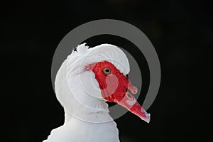 Musky duck or indoda, Barbary duck with red nasal corals. Muscovy white duck