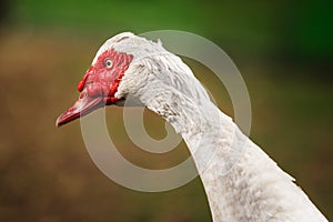 Musky duck or indoda on walk. White Muscovy bird