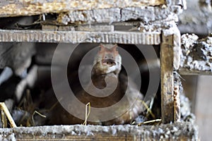 musky duck on the nest. Reproduction of musk ducks