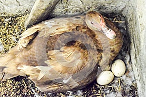 musky duck on the nest. Reproduction of musk ducks