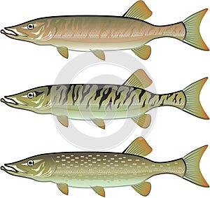 Musky Tiger musky and Northern Pike vector