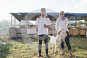 Muslim couple buy a goat for eid adha sacrifice or idul qurban photo