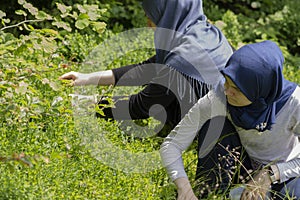 Muslim girls picking blueberries in a summer forest