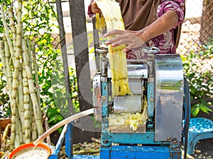 Muslim Woman Using Roller Mill To Extract Sugarcane Juice