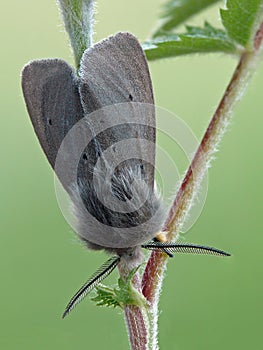 The Muslin Moth
