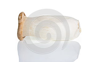 Musroom isolated on white background