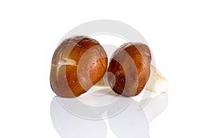 Musroom isolated on white background