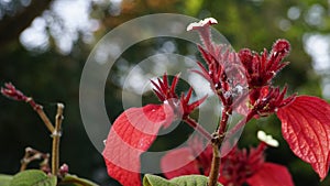 Mussaenda erythrophylla also known as Ashanti Blood