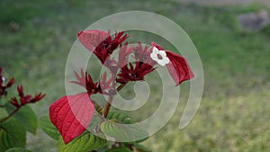 Mussaenda erythrophylla also known as Ashanti Blood