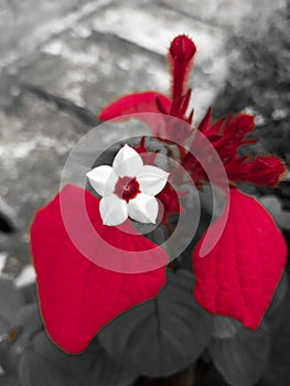 Mussaenda erythrophylla, commonly known as Ashanti blood, red flag bush