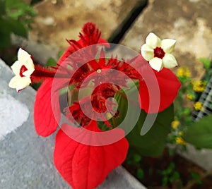 Mussaenda erythrophylla flower commonly known as Ashanti blood and red flag bush.