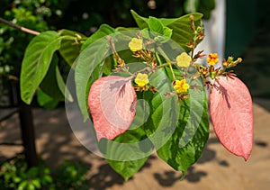 Mussaenda Erythrophylla iwith yellow flowers and pink leaves photo