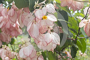 Mussaenda philippica, Dona Luz or Dona Queen Sirikit bloom in the garden.