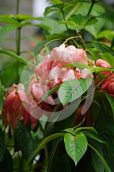 Mussaenda pubescens with a natural background. Also called Nusa Indah, Ashanti blood, Tropical dogwood