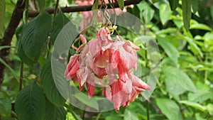 Mussaenda pubescens with a natural background. Also called Nusa Indah, Ashanti blood, Tropical dogwood