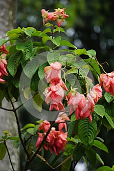 Mussaenda pubescens with a natural background. Also called Nusa Indah, Ashanti blood, Tropical dogwood photo