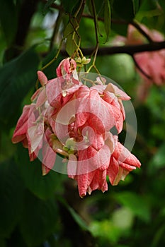 Mussaenda pubescens with a natural background. Also called Nusa Indah, Ashanti blood, Tropical dogwood photo