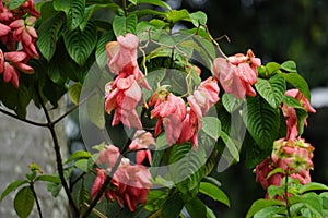 Mussaenda pubescens with a natural background. Also called Nusa Indah, Ashanti blood, Tropical dogwood photo