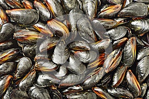 Mussel