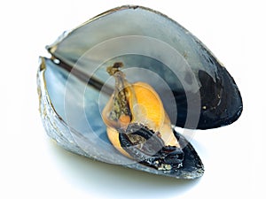 Mussel