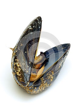 Mussel