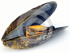 Mussel