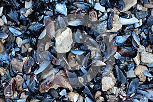 Mussel