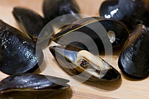 Mussel