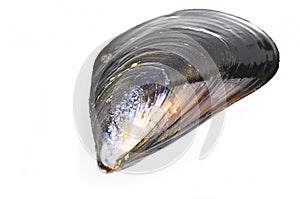 mussel