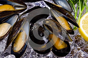 Mussel