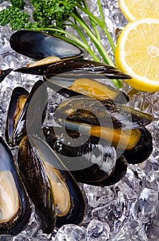 Mussel