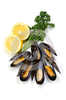 Mussel