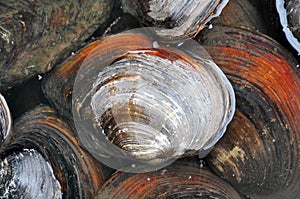 Mussel