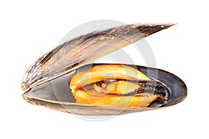 Mussel