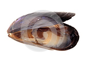 Mussel