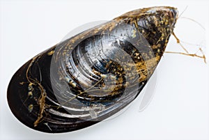 Mussel