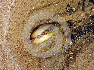 Mussel animal, Lithuania