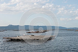 Mussel aquaculture rafts, batea, in Arousa estuary