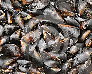 Mussel background