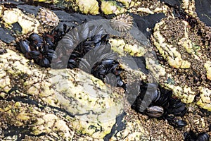 Mussel and barnccle shells attached to a rock on a Cornish beach