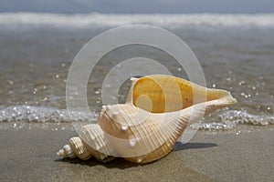 Mussel on the beach